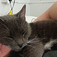 Tater Tot is registered to the contest to win money with this photo: affection, animal, arm, cat, closeup, comfort, cuddle, eyes_closed, face, fur, gray_cat, human, indoor, love, person, pet, relaxing, resting, snuggling, whiskers