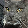 Tater Tot joined the competition — help win amazing prizes! animal, black_crocs, carpet, cat, close_up, crocs, curious, domestic_animal, face, feline, foot, footwear, gray_cat, human_foot, indoor, pet, portrait, whisker, whiskers, yellow_eyes