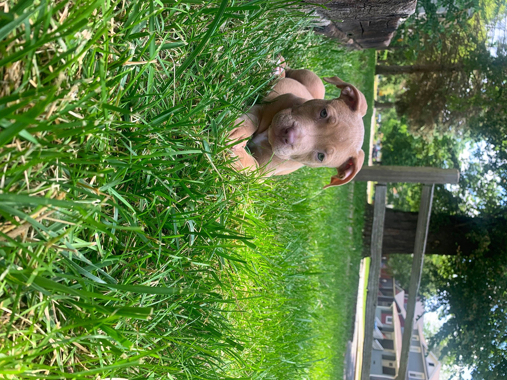 Kash Carter is registered to the contest to win money with this photo: canidae, carnivore, dog, dog_breed, fawn, grass