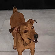 Priska participe au concours pour gagner de l'argent avec cette photo : dog, brown_dog, pet, animal, canine, indoor, floor, tile_floor, looking_up, happy, smiling, ears, tail, four_legs, domestic_animal, mammal, companion, friendly, alert, cute