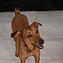 dog, brown_dog, pet, animal, canine, indoor, floor, tile_floor, looking_up, happy, smiling, ears, tail, four_legs, domestic_animal, mammal, companion, friendly, alert, cute