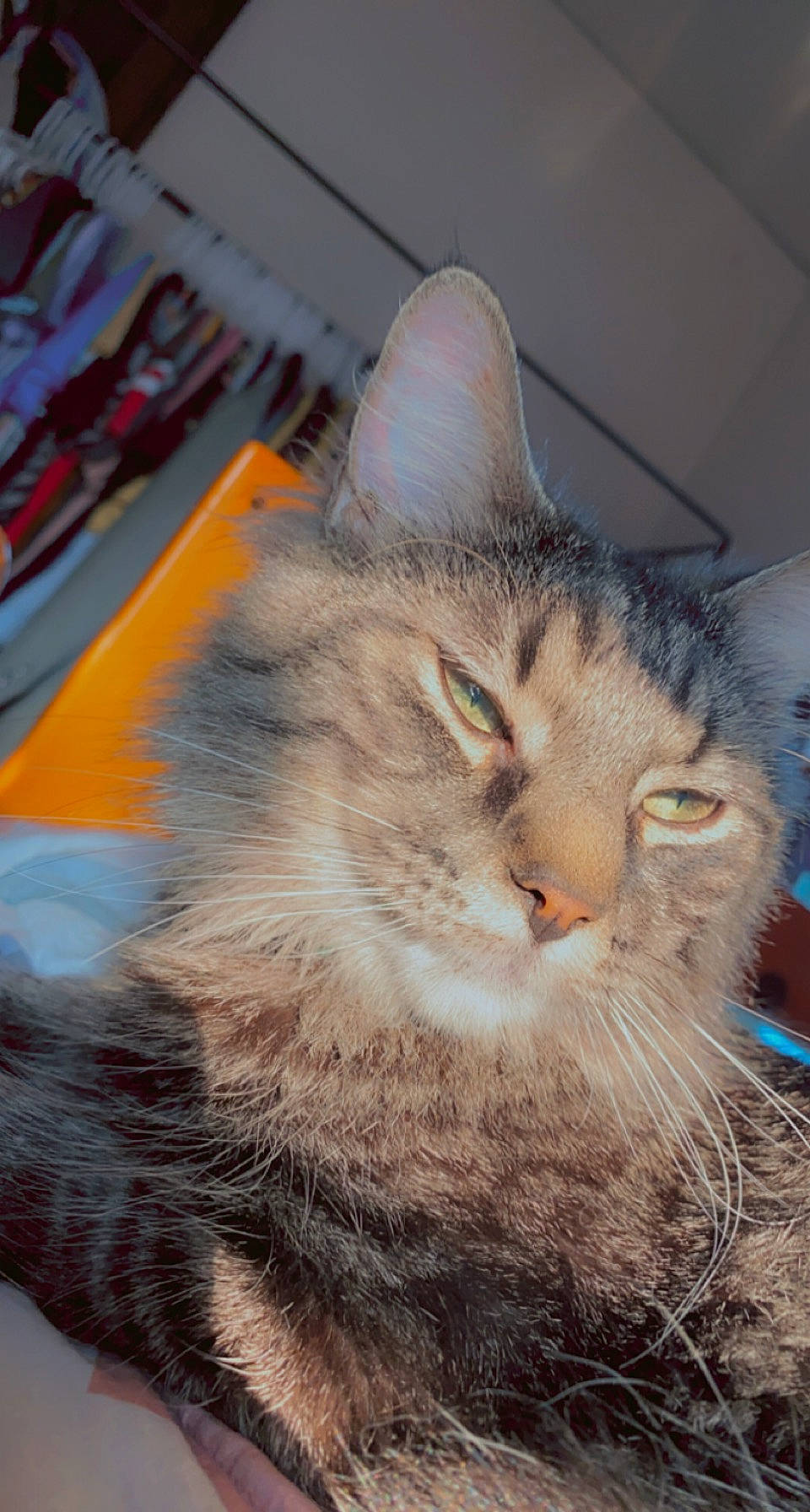 Aries joined the competition — help win amazing prizes! carnivore, cat, claw, domestic_short_haired_cat, eye, felidae, fur, paw, small_to_medium_sized_cats, snout, tail, terrestrial_animal, tree, whiskers, window