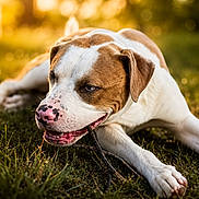 Kawliga is registered to the contest to win money with this photo: dog, canine, pet, outdoor, grass, stick, chewing, brown_and_white, sunset, nature, animal, close_up, playful, relaxed, summer, daylight, muzzle, ears, paw, snout