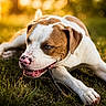 dog, canine, pet, outdoor, grass, stick, chewing, brown_and_white, sunset, nature, animal, close_up, playful, relaxed, summer, daylight, muzzle, ears, paw, snout