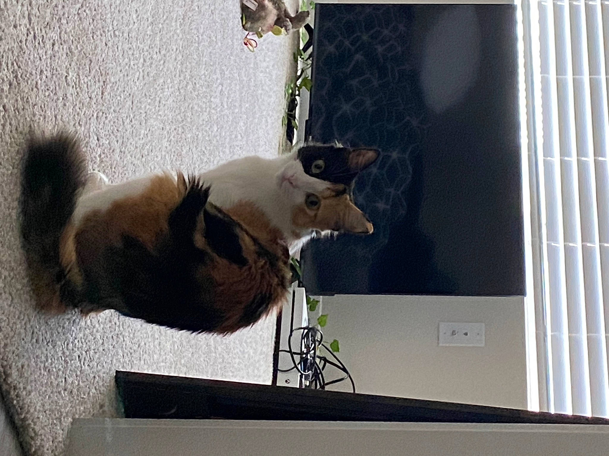 Mia joined the competition — help win amazing prizes! art, cat, display_device, dog_breed, fawn, felidae, flat_panel_display, fur, glass, output_device, pet_supply, rectangle, room, shadow, small_to_medium_sized_cats, tail, transparent_material, whiskers, window, wood