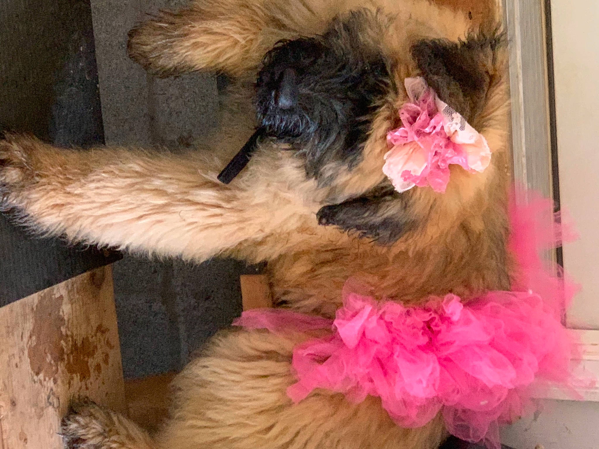 Willow joined the competition — help win amazing prizes! canidae, carnivore, collar, companion_dog, dog, dog_breed, dog_collar, dog_supply, fashion_accessory, fawn, fur, liver, magenta, natural_material, pet_supply, snout, sporting_group, tail, terrier, working_animal