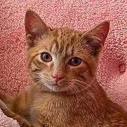 Charlie joined the competition — help win amazing prizes! kitten, cat, ginger_cat, pet, animal, feline, closeup, portrait, cute, fluffy, pink_blanket, soft_texture, domestic_cat, young, whiskers, ears, eyes, nose, relaxed, indoor