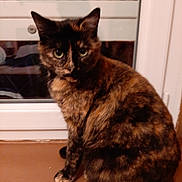 Ony participe au concours pour gagner de l'argent avec cette photo : cat, tortoiseshell_cat, pet, animal, windowsill, indoor, feline, fur, ears, whiskers, eyes, curious, sitting, window, blinds, mammal, domestic_animal, cute, companion, house