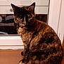 cat, tortoiseshell_cat, pet, animal, windowsill, indoor, feline, fur, ears, whiskers, eyes, curious, sitting, window, blinds, mammal, domestic_animal, cute, companion, house