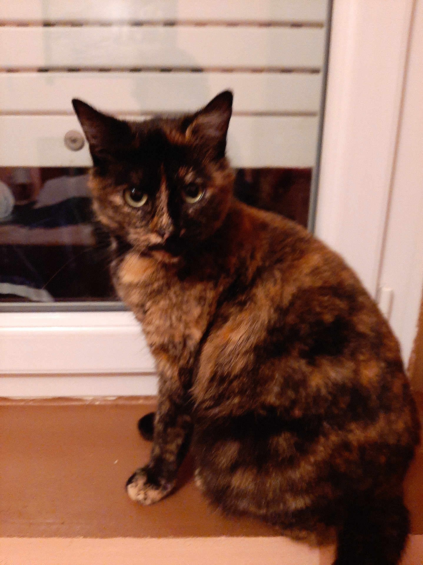 Ony participe au concours pour gagner de l'argent avec cette photo : cat, tortoiseshell_cat, pet, animal, windowsill, indoor, feline, fur, ears, whiskers, eyes, curious, sitting, window, blinds, mammal, domestic_animal, cute, companion, house
