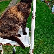 Ony a rejoint le concours — aidez-le/la à gagner de superbes lots ! animal, bench, cat, feline, fur, garden, grass, greenery, metal, nature, outdoor, pathway, pet, plants, rust, rusty, step_ladder, tail, tortoiseshell_cat, trees