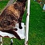 animal, bench, cat, feline, fur, garden, grass, greenery, metal, nature, outdoor, pathway, pet, plants, rust, rusty, step_ladder, tail, tortoiseshell_cat, trees