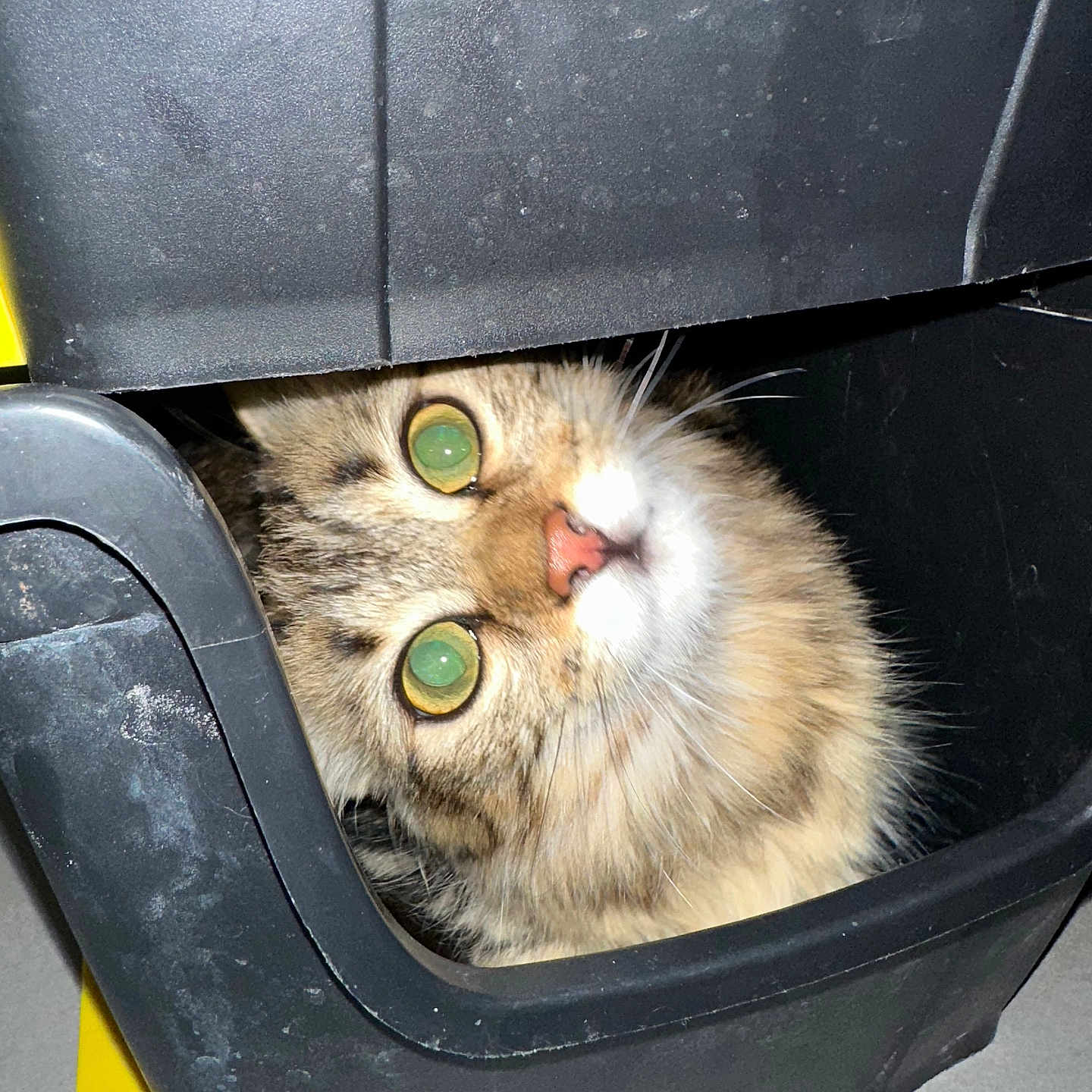 Mina a rejoint le concours — aidez-le/la à gagner de superbes lots ! cat, tabby, green_eyes, fur, pet, container, black_plastic, curious, indoor, animal, head_tilt, close_up, cute, whiskers, face, looking_up, feline, yellow, floor, adventure