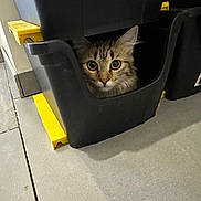 Mina a rejoint le concours — aidez-le/la à gagner de superbes lots ! cat, storage_bin, curious, fluffy, indoor, floor, tile, black, yellow, container, pet, animal, eyes, face, peek, box, furniture, home, cute, mischievous