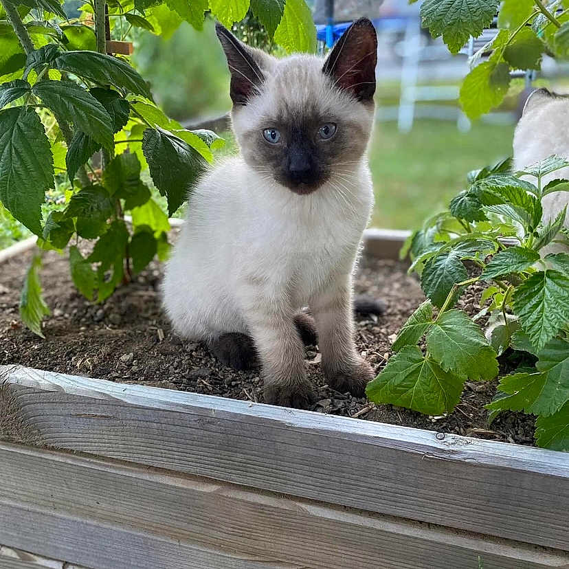 Pelote participe au concours pour gagner de l'argent avec cette photo : animal, backyard, cat, garden, herbal, herbs, jar, kitten, leaf, nature, outdoors, pet, plant, planter, pottedplant, pottery, siamese, soil, vase, yard