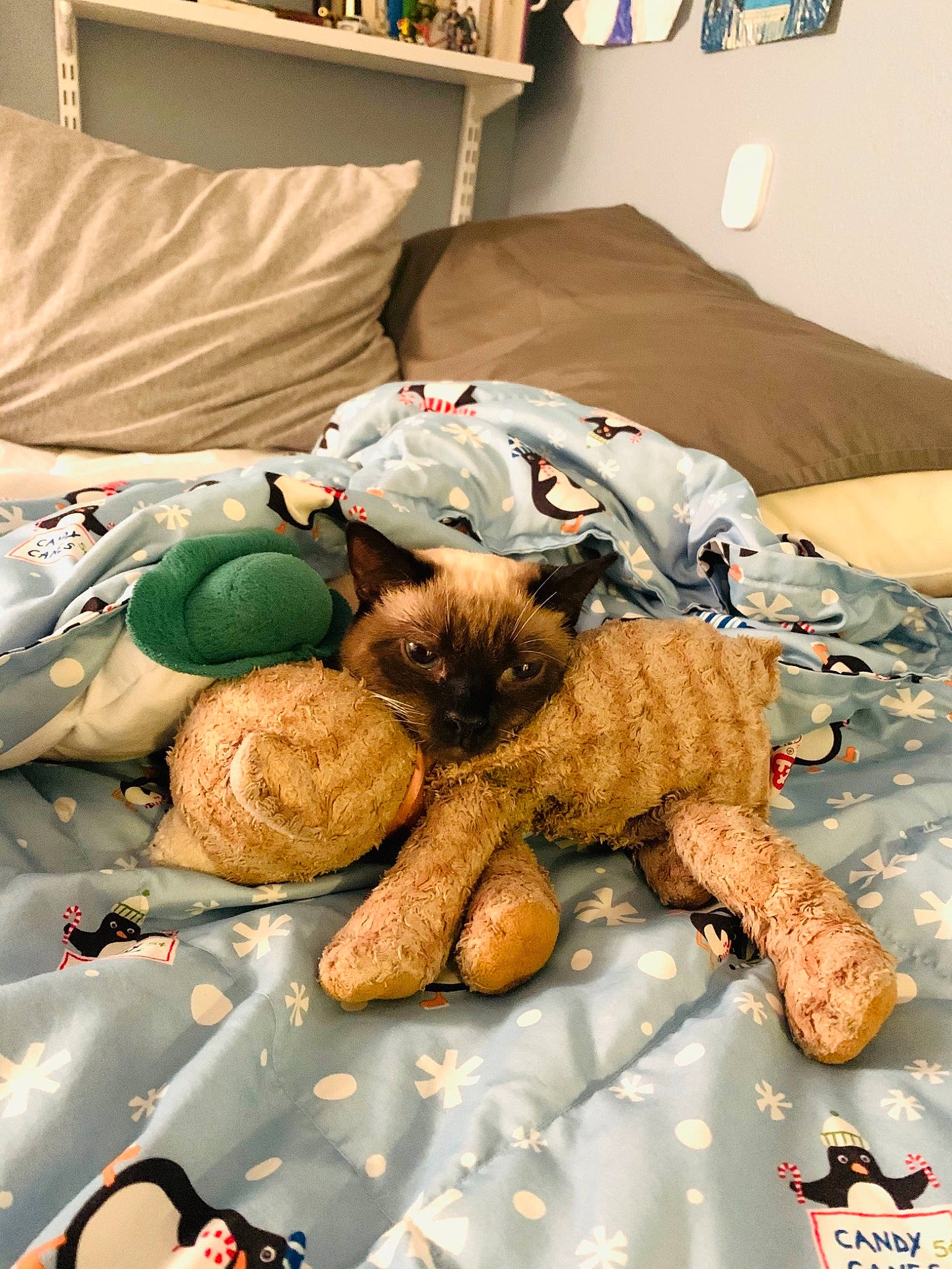 Luna is registered to the contest to win money with this photo: bed, carnivore, cat, comfort, companion_dog, domestic_short_haired_cat, fawn, felidae, fur, glasses, linens, plush, room, small_to_medium_sized_cats, snout, stuffed_toy, teddy_bear, textile, toy, whiskers