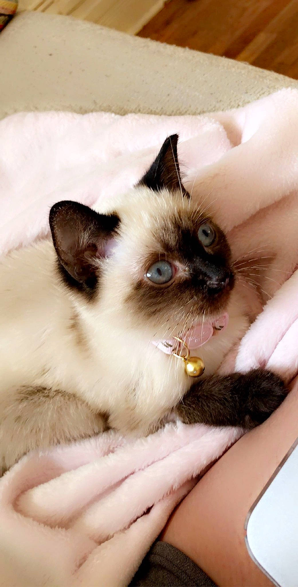 Luna is registered to the contest to win money with this photo: birman, carnivore, cat, claw, fawn, felidae, fur, iris, siamese, small_to_medium_sized_cats, snout, thai, whiskers