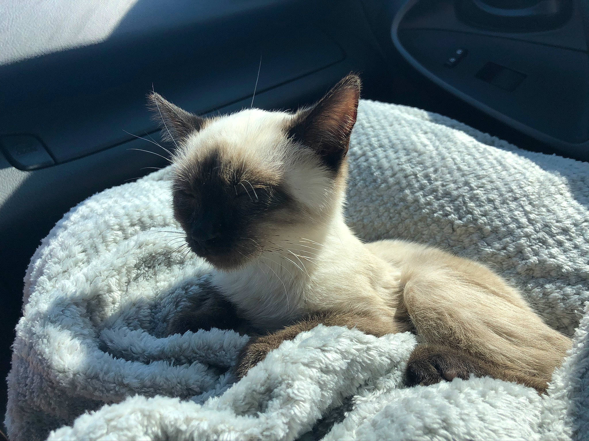 Luna joined the competition — help win amazing prizes! carnivore, cat, comfort, fawn, felidae, fur, linens, nap, paw, siamese, sky, small_to_medium_sized_cats, snout, tail, terrestrial_animal, whiskers