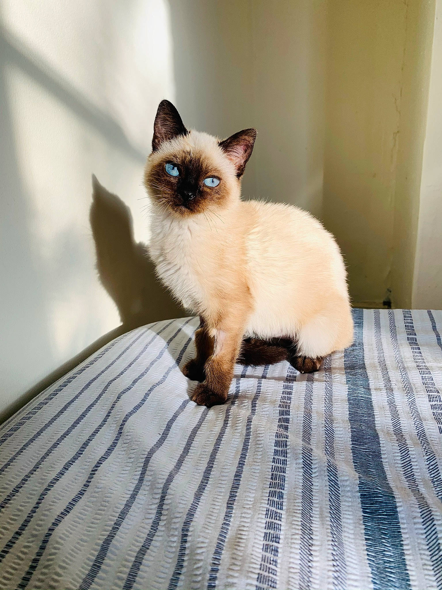 Luna is registered to the contest to win money with this photo: birman, carnivore, cat, curtain, eye, fawn, felidae, flooring, fur, iris, siamese, small_to_medium_sized_cats, snout, tail, terrestrial_animal, thai, whiskers