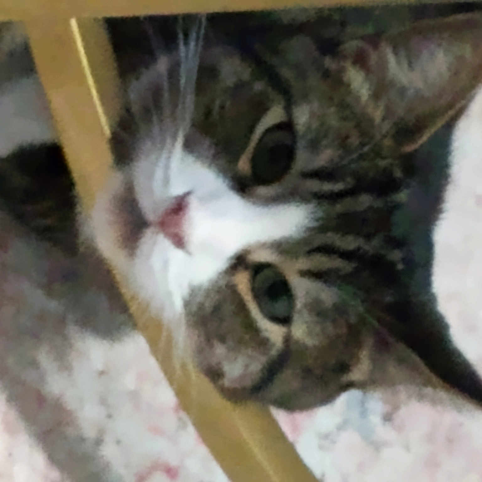 Blue joined the competition — help win amazing prizes! carnivore, cat, claw, domestic_short_haired_cat, felidae, fur, paw, small_to_medium_sized_cats, snout, tail, terrestrial_animal, whiskers