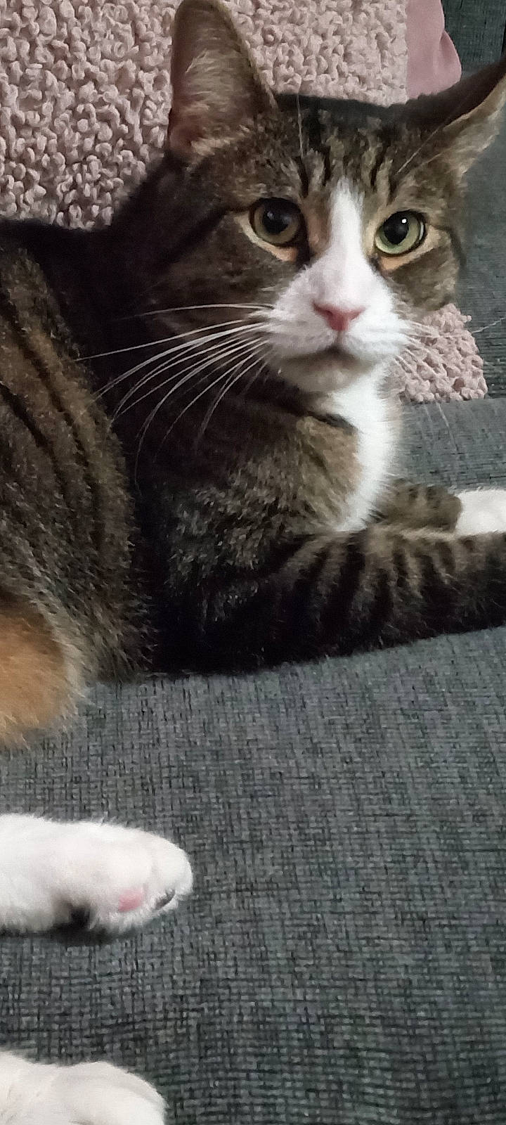 Blue is registered to the contest to win money with this photo: carnivore, cat, claw, close_up, comfort, domestic_short_haired_cat, door, felidae, flooring, fur, grey, mammal, monochrome_photography, paw, small_to_medium_sized_cats, snout, tail, terrestrial_animal, whiskers, window