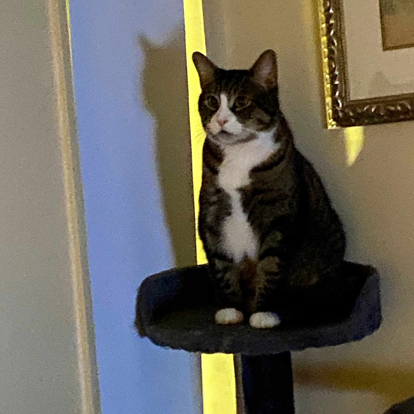 Mr. Blue