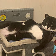 Tux is registered to the contest to win money with this photo: cat, black_and_white, cat_condo, indoor, pet, feline, relaxed, looking_at_camera, curious, home, furniture, plastic_container, caution_sticker, beige_wall, resting, paw, whiskers, fur, animal, cute