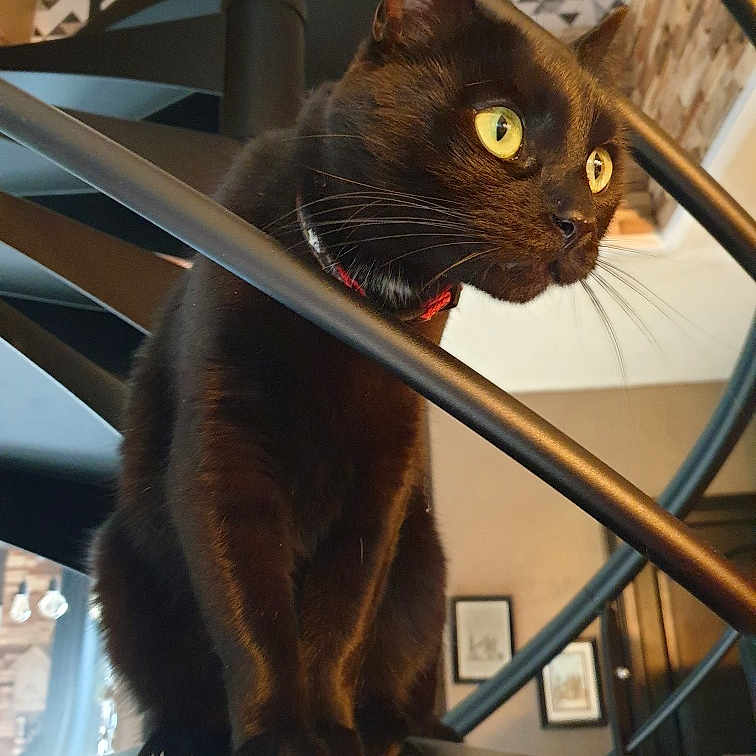 Simba