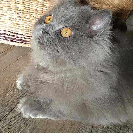 Gizmo