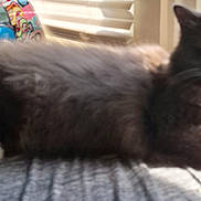 Hekate is registered to the contest to win money with this photo: animal, blurred, cat, comfortable, cozy, cute, domestic, feline, fluffy, fur, home, indoor, paws, pet, relaxing, resting, sleepy, soft_light, sunlight, window