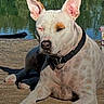 Romi a rejoint le concours — aidez-le/la à gagner de superbes lots ! animal, canine, closeup, collar, daytime, dock, dog, ears, lake, muzzle, nature, outdoor, paw, pet, quiet, relaxed, resting, spotted_dog, sunlight, water