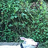 Romi participe au concours pour gagner de l'argent avec cette photo : animal, canine, collar, content, dog, dog_bed, foliage, grass, greenery, leisure, nature, outdoor, peaceful, pet, relaxing, resting, sleeping, summer, sunlight, white_dog