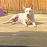 animal, backyard, bamboo, calm, concrete, daylight, dog, domestic_animal, ears_up, fence, laying_down, nature, outdoor, pet, quiet, relaxed, shadow, spot, spotted, sunlight