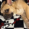 dog, french_bulldog, puppy, pet, animal, sleeping, lying_down, portrait, face, ears, wrinkled_face, short_snout, tan_fur, blanket, floral_pattern, checkered_pattern, indoor, cozy, cute, photography