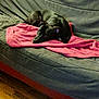 Alma a rejoint le concours — aidez-le/la à gagner de superbes lots ! dog, black_dog, pet, couch, sofa, pink_towel, blanket, indoor, hardwood_floor, resting, lying_down, looking_up, ears, eyes, snout, fur, upholstery, cozy, home_interior, companion