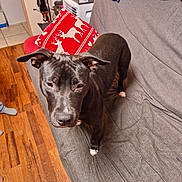 Alma participe au concours pour gagner de l'argent avec cette photo : dog, black_dog, sofa, grey_couch, pillow, reindeer_pillow, blanket, hardwood_floor, wooden_floor, pet, indoor, living_room, looking_up, ears, paw, nose, eyes, fur, companion, home
