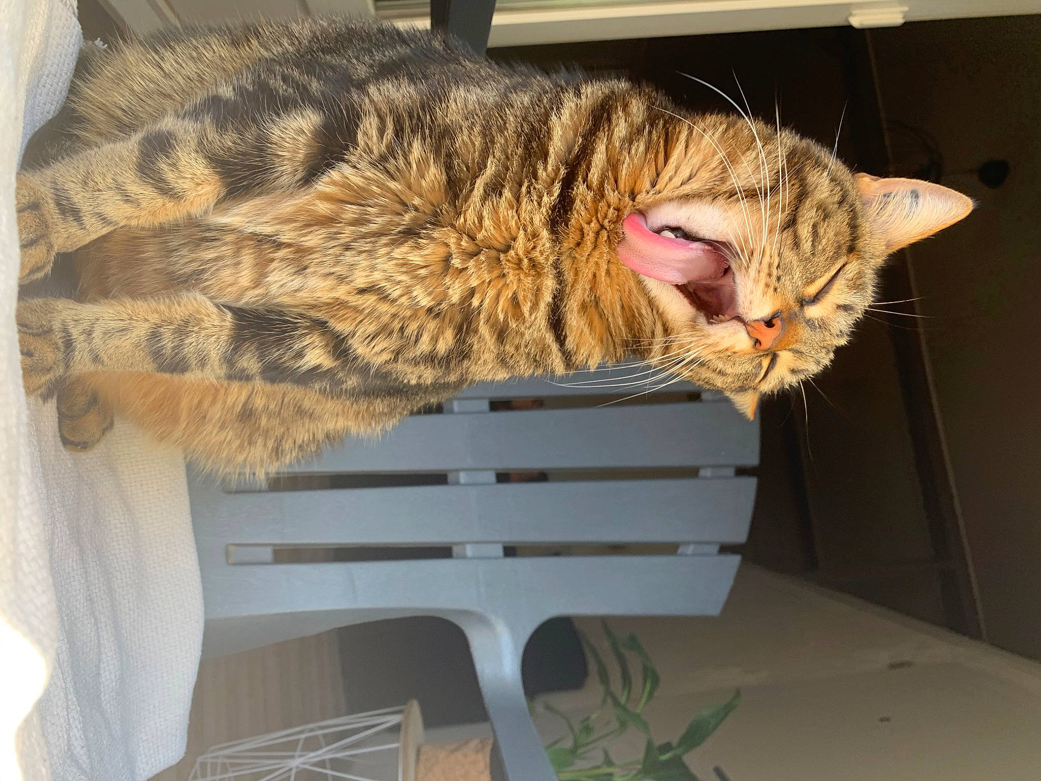 Junior a rejoint le concours — aidez-le/la à gagner de superbes lots ! asian, california_spangled, carnivore, cat, chausie, domestic_short_haired_cat, dragon_li, egyptian_mau, european_shorthair, facial_expression, felidae, fur, leg, ocicat, pixie_bob, small_to_medium_sized_cats, tabby_cat, tail, whiskers, wild_cat