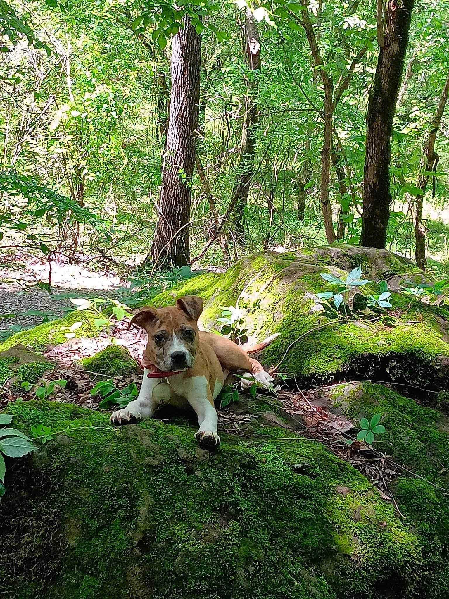 Daisy Mae joined the competition — help win amazing prizes! carnivore, companion_dog, deciduous, dog, dog_breed, fawn, felidae, forest, grass, groundcover, grove, natural_landscape, people_in_nature, plant, tail, temperate_broadleaf_and_mixed_forest, terrestrial_plant, tree, trunk, wood