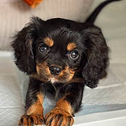 Theo is registered to the contest to win money with this photo: adorable, animal, black, canine, closeup, cute, dog, ears, eyes, face, front_view, fur, indoors, looking, paws, pet, portrait, puppy, tan, young