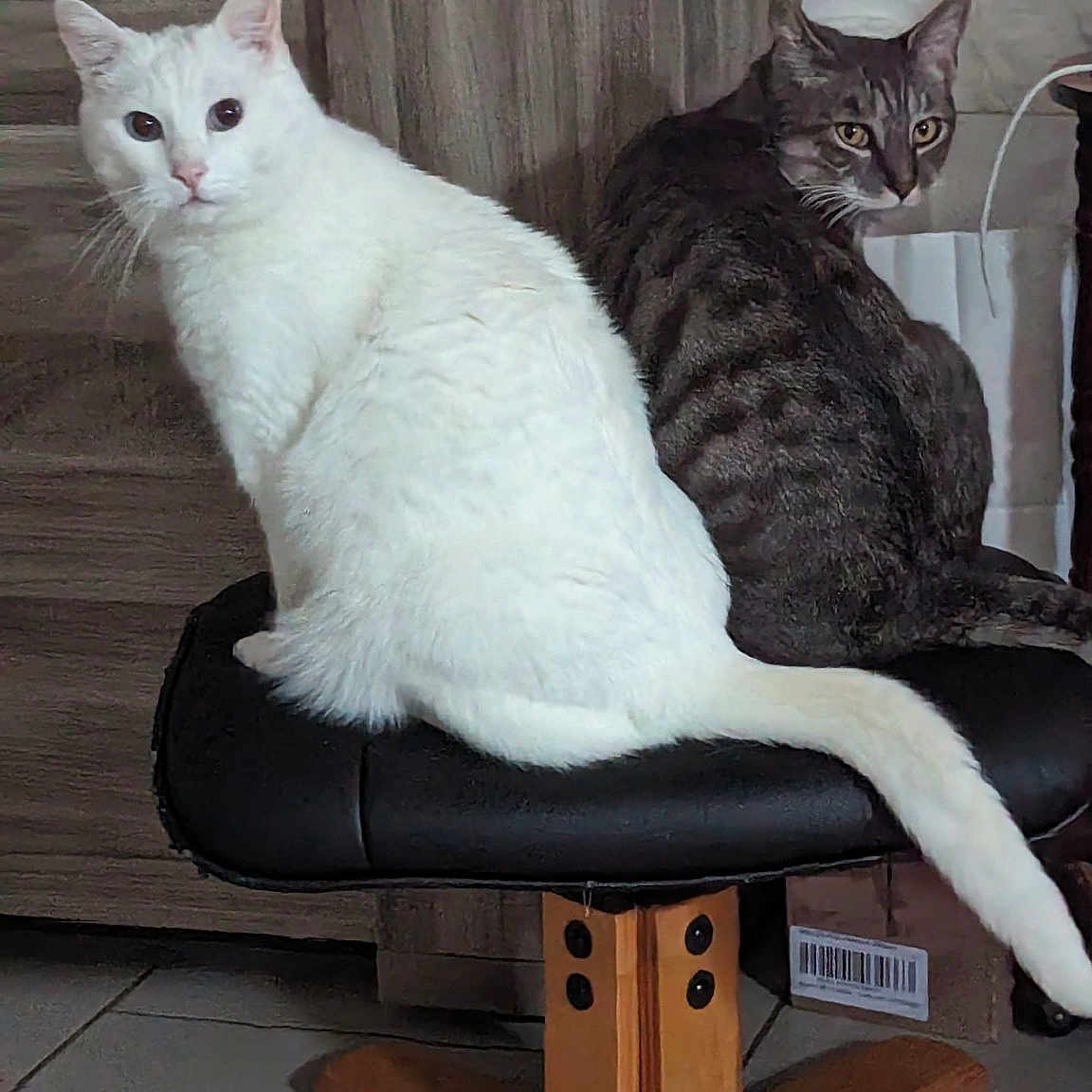 Tyzon Et Opie