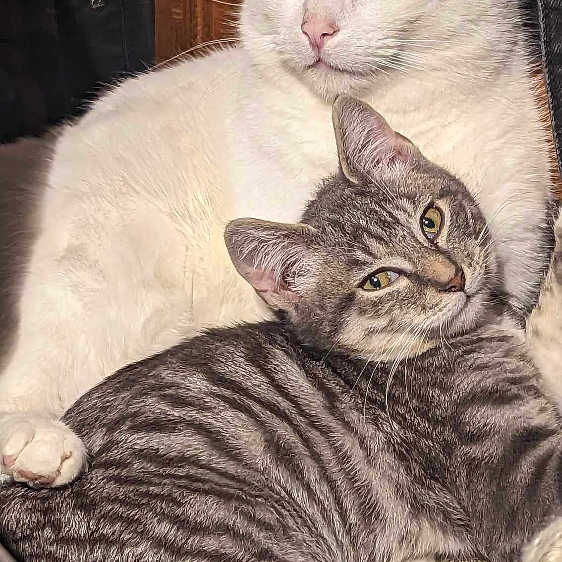 Opie Et Tyzon