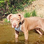 Ruby a rejoint le concours — aidez-le/la à gagner de superbes lots ! dog, water, outdoor, nature, greenery, tree, grass, mud, animal, pet, canine, pond, reflection, sunlight, summer, brown_dog, collar, ears, snout, curious