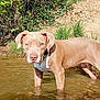 dog, water, outdoor, nature, greenery, tree, grass, mud, animal, pet, canine, pond, reflection, sunlight, summer, brown_dog, collar, ears, snout, curious