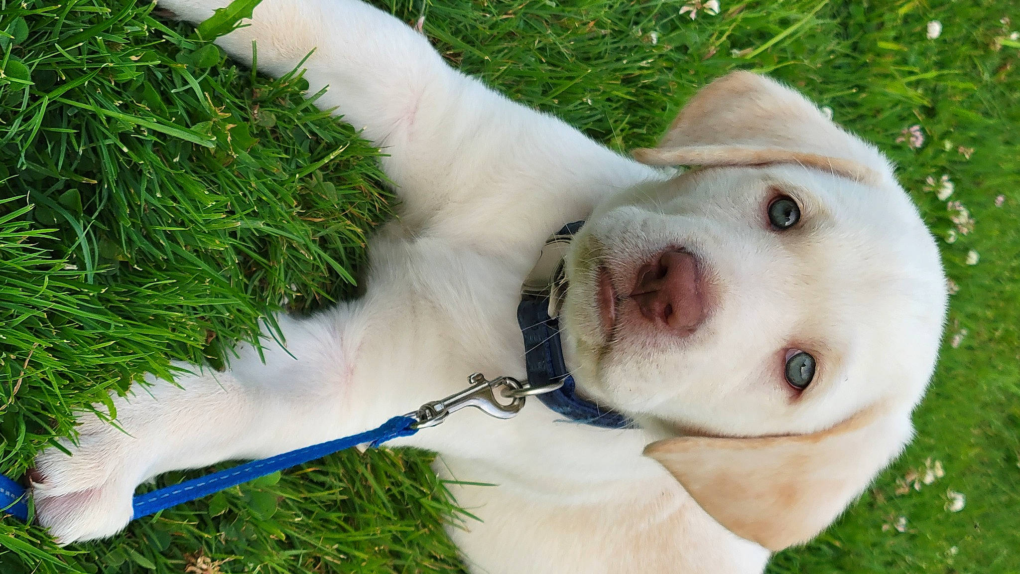 Eddie Munster is registered to the contest to win money with this photo: canidae, carnivore, collar, companion_dog, dog, dog_breed, dog_collar, dog_supply, ear, fawn, fur, grass, leash, pet_supply, plant, snout, sporting_group, tail, whiskers, working_animal