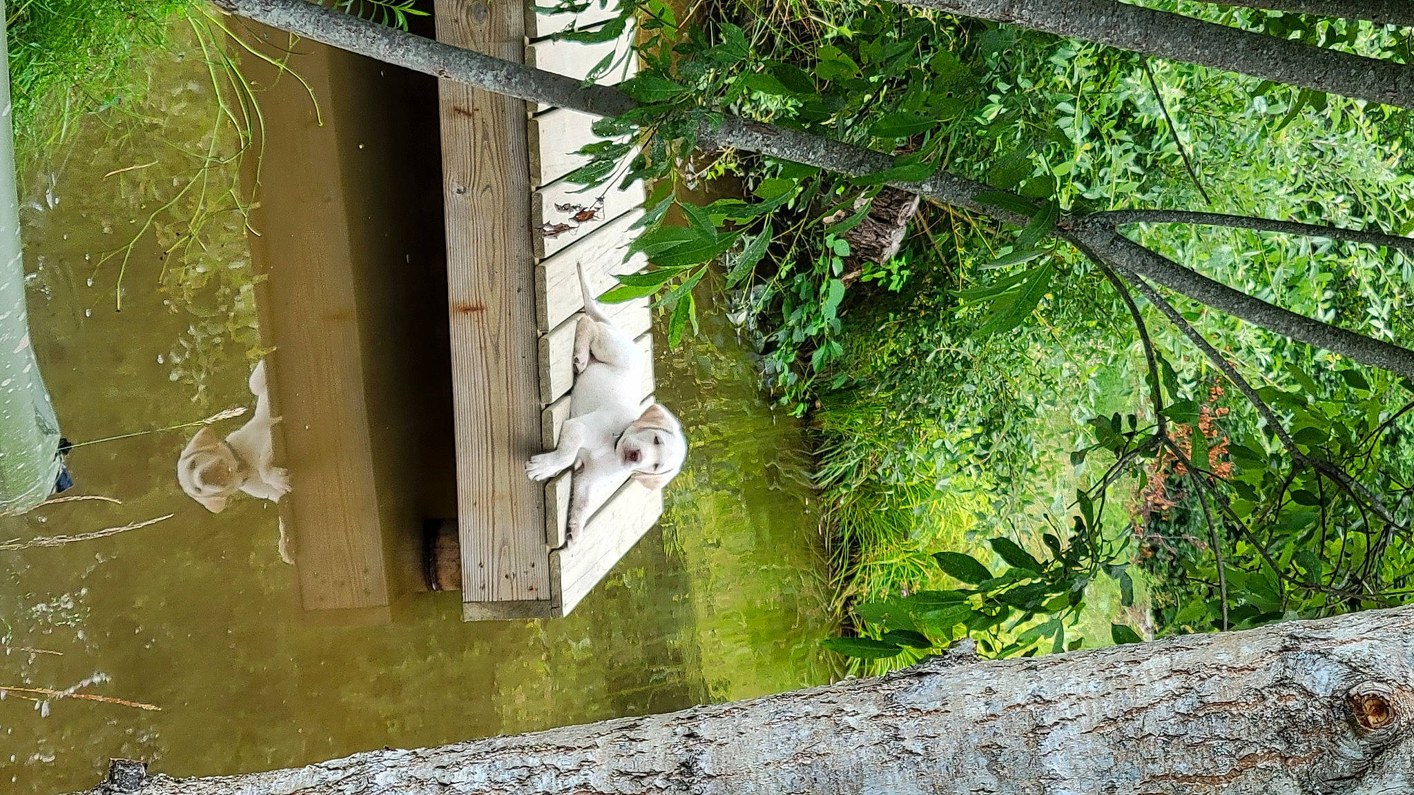 Eddie Munster is registered to the contest to win money with this photo: building, forest, grass, jungle, lake, landscape, plant, pond, shade, stream, tree, trunk, twig, water, wildlife, wood