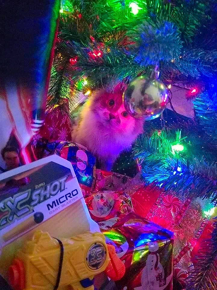 Knoxville joined the competition — help win amazing prizes! christmas, christmas_decoration, christmas_eve, christmas_ornament, christmas_tree, conifer, electric_blue, entertainment, event, evergreen, fun, holiday, holiday_ornament, light, magenta, ornament, plant, purple, tradition, tree