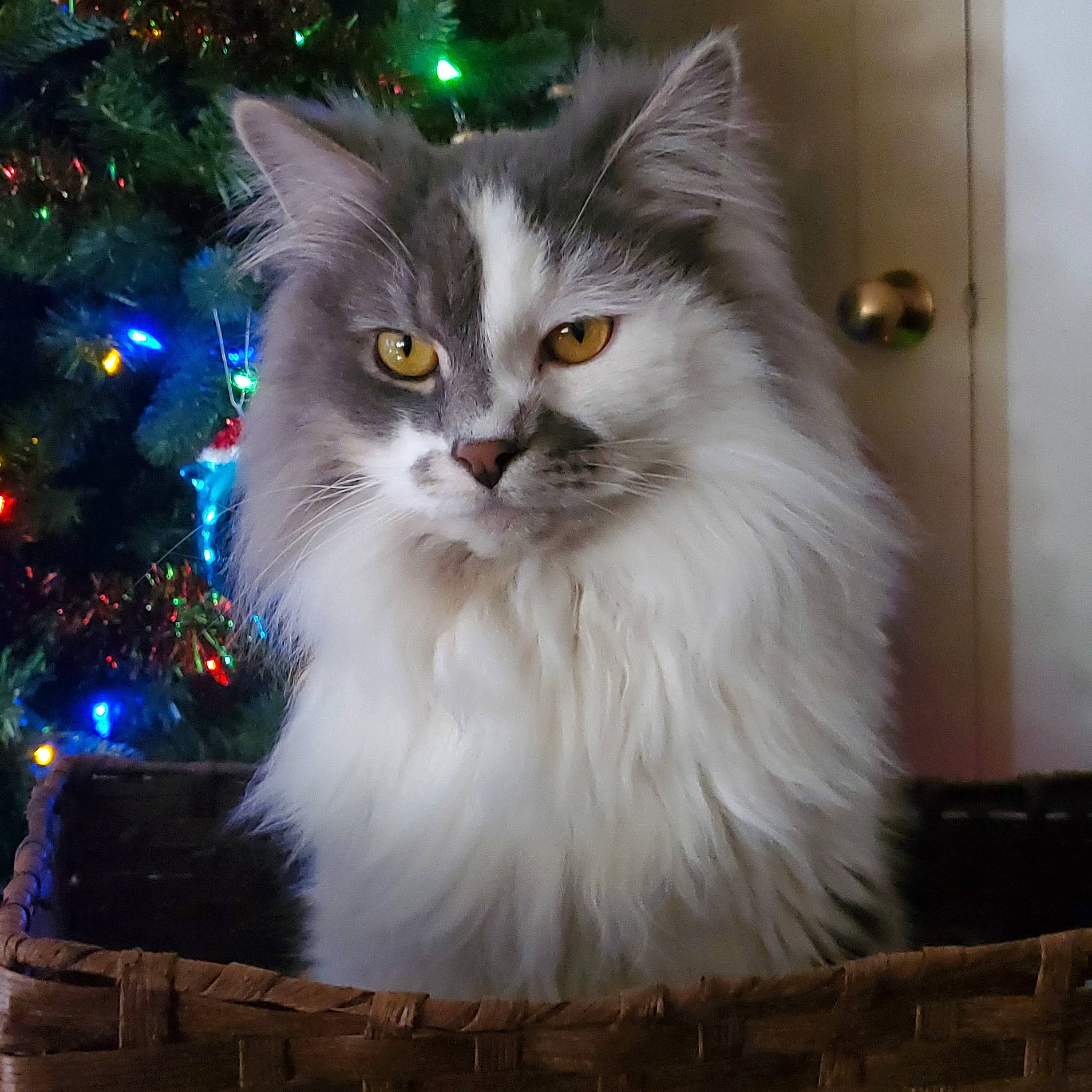 Knoxville is registered to the contest to win money with this photo: art, carnivore, cat, christmas, christmas_tree, conifer, event, eye, felidae, fir, fur, head, holiday, iris, light, plant, small_to_medium_sized_cats, snout, whiskers