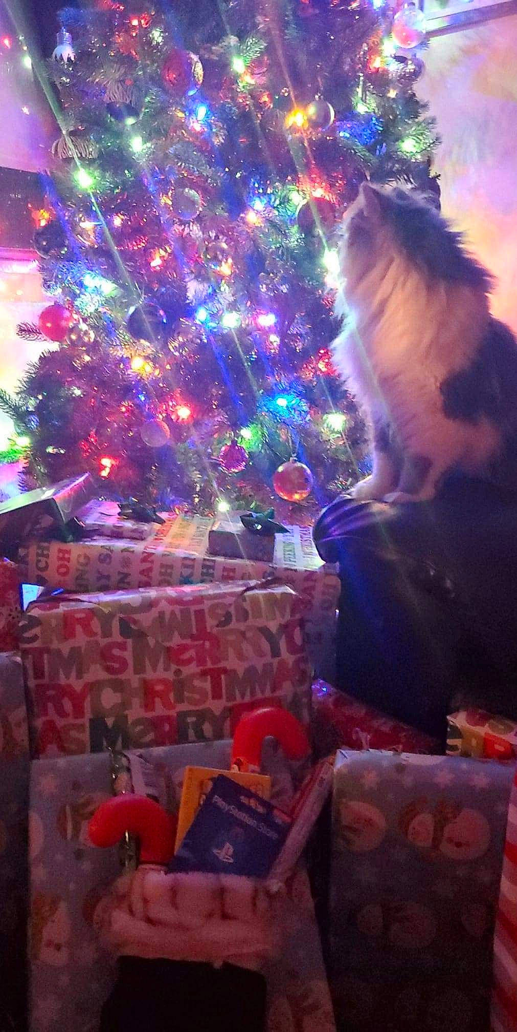 Knoxville is registered to the contest to win money with this photo: cat, christmas, christmas_decoration, christmas_eve, christmas_ornament, christmas_tree, decoration, electric_blue, event, felidae, fun, holiday, holiday_ornament, light, ornament, plant, purple, small_to_medium_sized_cats, tree, window