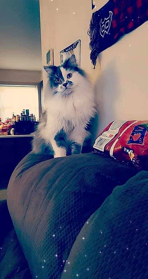 Knoxville is registered to the contest to win money with this photo: carnivore, cat, chair, comfort, companion_dog, electric_blue, felidae, fur, grey, happy, human_leg, pattern, room, sitting, small_to_medium_sized_cats, square, tail, textile, tree, whiskers