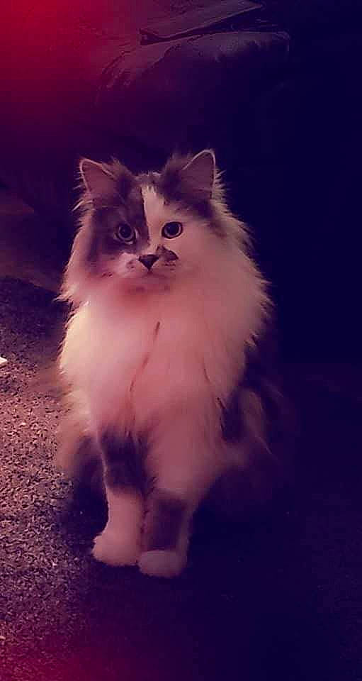 Knoxville is registered to the contest to win money with this photo: british_longhair, carnivore, cat, claw, darkness, electric_blue, fawn, felidae, fur, paw, plant, sitting, small_to_medium_sized_cats, snout, tail, terrestrial_animal, whiskers